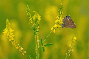 Satyrium spini