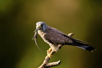 Turmfalke