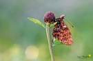 Natterwurz-Perlmuttfalter (Boloria titania) ...