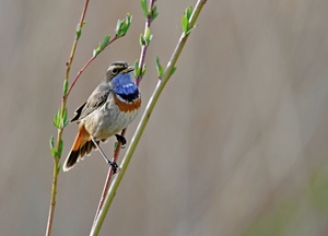 Blaukehlchen