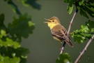 >> Melodious warbler <<