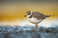 Flussregenpfeifer Nachwuchs