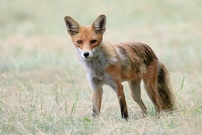 Fuchs auf gemähter Wiese