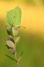 Zitronenfalter