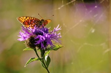 welche nächste Blüte ist noch frei??