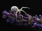 Krabbenspinne (Misumena vatia)