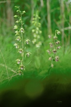 Epipactis