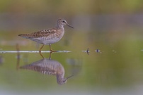 Bruchwasserläufer