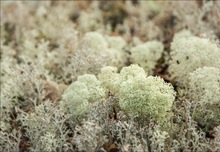 Cladonia rangiferina