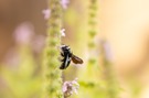 Besuch im Garten