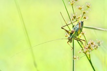 Grashüpfer