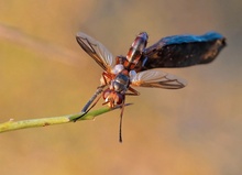 Cylindromya interrupta