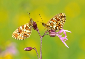 Sommerwiese