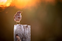 Wiesenpieper in der Morgensonne