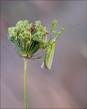 *Mantis am Morgen.....*