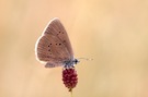 Dunkler Wiesenknopf-Ameisenbläuling