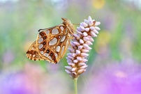Der Kleiner Perlmutterfalter (Issoria lathonia)