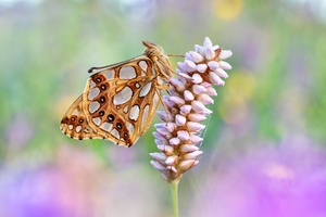 Der Kleiner Perlmutterfalter (Issoria lathonia)