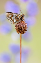 Melitaea aurelia ...