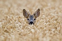 Bock-Gesichter