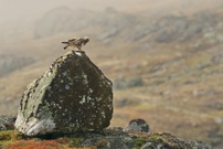 Rauhfussbussard