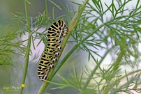 Im Dill ...