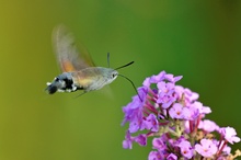 Taubenschwänzchen