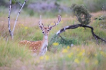 Neugieriger Blick