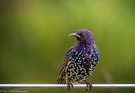 Ein Allerweltsvogel.....