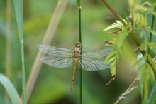 Libelle an windigem Tag