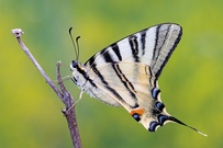 Prachtexemplar