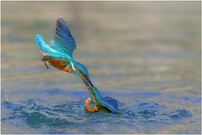 Eisvogel
