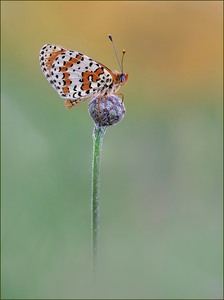 *Melitaea didyma*