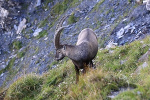 Kooperativer Steinbock