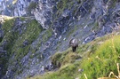 Steinbock in seinem Habitat