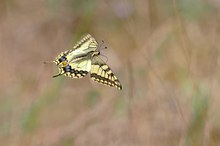 einen Schwalbenschwanz im Flug