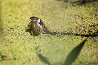 Frosch zum Mitnehmen, bitte