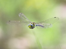 die Blau-grüne Mosaikjungfer im Flug