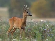 Jährlingsbock