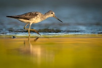 Der Schleicher