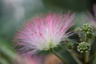 Albizia julibrissin