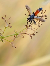 Cylindromya intermedia