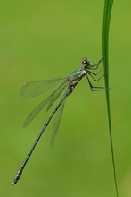 Kleine Binsenjungfer