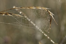 Langsam wird es Zeit für Spinnennetze