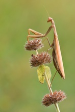 Mantis Religiosa