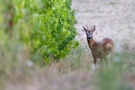 Abends im Weinberg