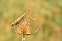 Mantis Religiosa