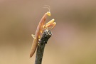 Mantis religiosa - Europäische Gottesanbeterin