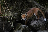Auf der Jagd