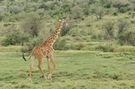 Massai-Giraffe